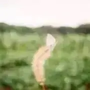 （プロフ必読）ちゃんりゅの画像