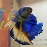 サラダ料理の画像