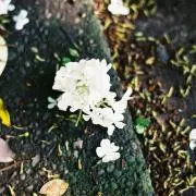 momokaの画像
