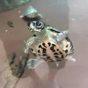 BKGの画像