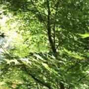 ミーの画像