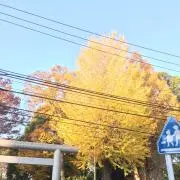 Ayaの画像