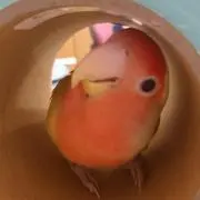ぽぽの画像