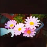 マムの画像