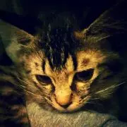 チャマノ☆