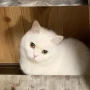 よつの画像