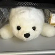 コアラ