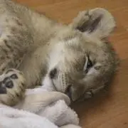 m【1-2日以内発送】の画像