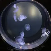 けだま