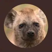 ニナファーの画像