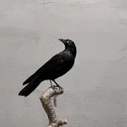 みろ
