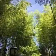 さくらの画像