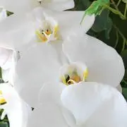 Rの画像