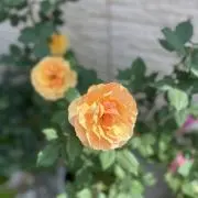 ネモフィラの画像