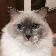 クルットさんの画像
