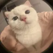 うさっぴの画像