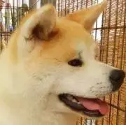 チャロの画像