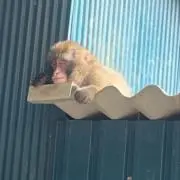 ぴんちゃんの画像