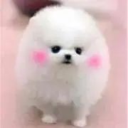 すゆっこ
