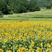まごころ本舗の画像