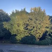 ypnnの画像
