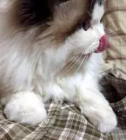 Bob'sの画像