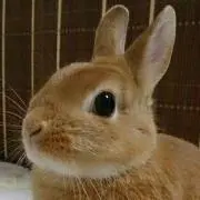 うさぎ ※プロフィール読んでください！の画像