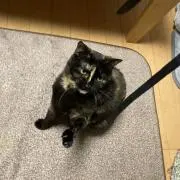 のんこ