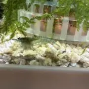 あろの画像