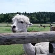 まるるんるんの画像