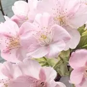 あやみ