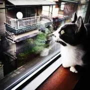 かっつん
