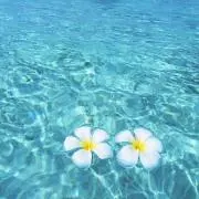 Luciaの画像