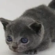 ユッキーの画像