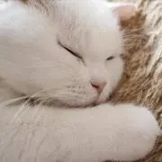 みー（即購入OK、プロフ必読）の画像