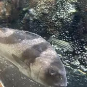 ジェシーの画像