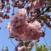 さくら