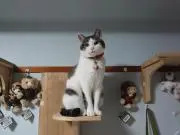 はーろっくの画像