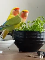 インコダイスキの画像