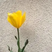 みみこ