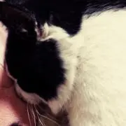 ちょこっとの画像