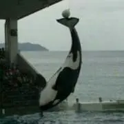 orcaの画像