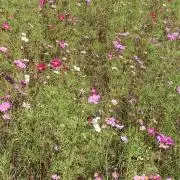 ひなたの画像