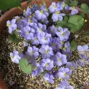 チョコ