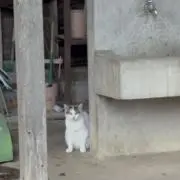 マキ