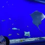 クラレンスの画像