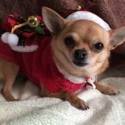 かのん