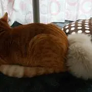 Nazu