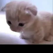 喬の画像