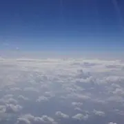 カピバラ